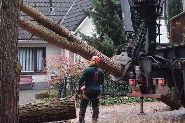 bomen rooien in Cuijk